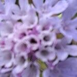 Scabiosa canescens फूल