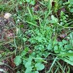 Cardamine flexuosa Fuelha