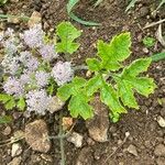 Chaerophyllum hirsutum Fuelha