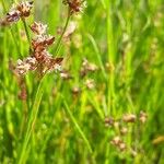 Juncus subnodulosus Ffrwyth