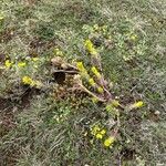 Petrosedum montanum Blüte