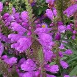 Physostegia virginiana 花