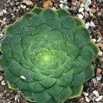 Aeonium tabulaeforme Alkat (teljes növény)