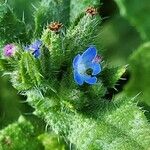 Anchusa arvensis Кветка