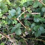 Potentilla indicaLapas