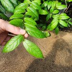 Ficus sagittata ഇല