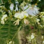 Styphnolobium japonicum Kvet