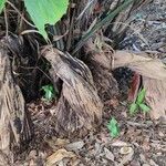 Wallichia oblongifolia Bark