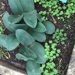 Haemanthus coccineus पत्ता