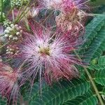 Albizia julibrissinFlors