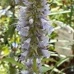 Agastache rugosa Flor