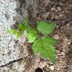 Clematis virginiana Leaf