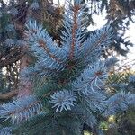 Picea engelmannii ᱥᱟᱠᱟᱢ