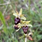 Ophrys sphegodesBlüte