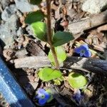 Veronica acinifolia Liść