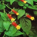 Manettia luteorubra Flor