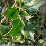 Ilex aquifolium Лист