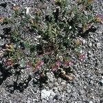 Phacelia bicolor आदत