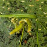 Carex pseudocyperus ഫലം