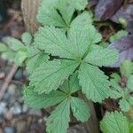 Potentilla anglica पत्ता