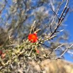 Cantua buxifolia Flower