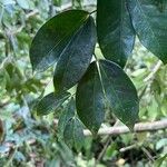 Cynometra retusa Hoja