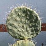 Opuntia engelmanniiFuelha