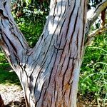 Eucalyptus gunnii Bark