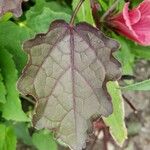 Hibiscus acetosella Φύλλο