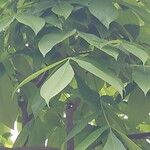Carya glabra List