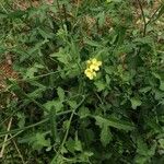 Brassica fruticulosa Leaf