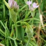 Allium drummondii Floare