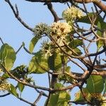 Macoubea guianensis Цвят
