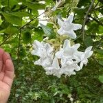 Abelia × grandiflora Цветок