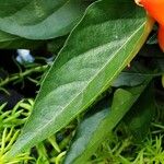 Capsicum annuum 葉