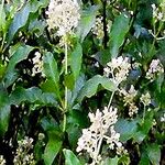 Psychotria carthagenensis Flor
