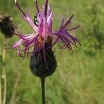 Centaurea scabiosaFlower