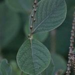 Achyranthes aspera Leaf