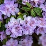 Rhododendron hippophaeoides Blodyn