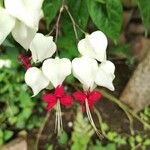 Clerodendrum thomsoniae Květ