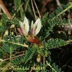 Astragalus greuteri Cvet