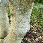 Acer cissifolium Casca