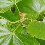 Tilia mandshurica Otro