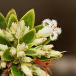 Styphelia longistylis Квітка