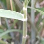 Calamagrostis pseudophragmites Hoja