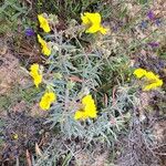 Helianthemum syriacum Hábito
