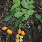 Spondias radlkoferi Fruit