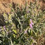Hypoestes aristata Λουλούδι