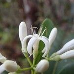 Coelospermum crassifolium