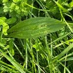 Plantago lanceolata Blad